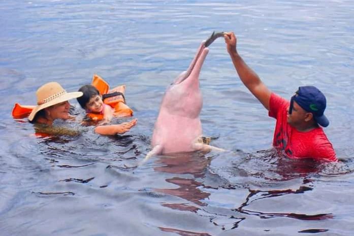 Imagem de Turistas alimentando Boto no rio - Amazônia AM