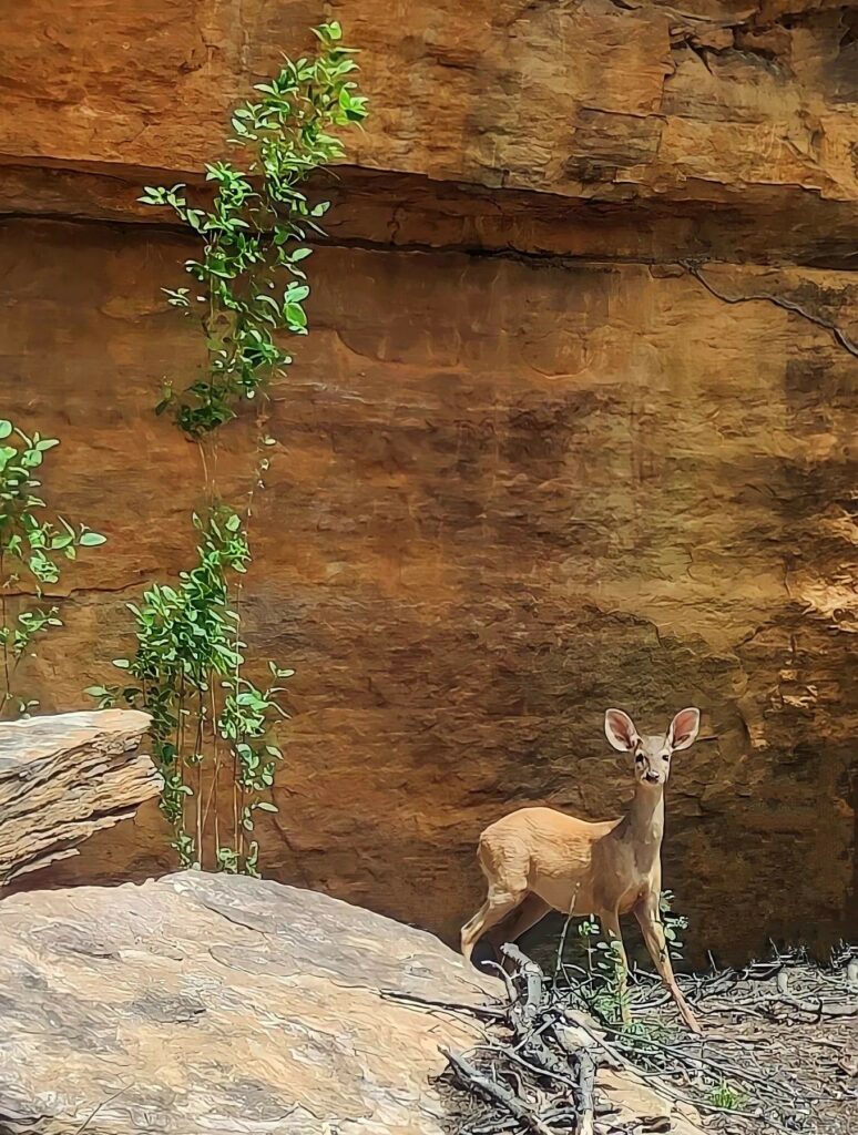 Veado-catingueiro (Mazama gouazoubira) no Parque Nacional Serra da Capivara-PI