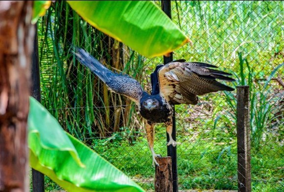 Águia Chilena no Parque Zoobotânico de Teresina