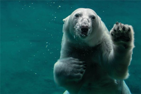 Aquário se São Paulo - Urso Polar