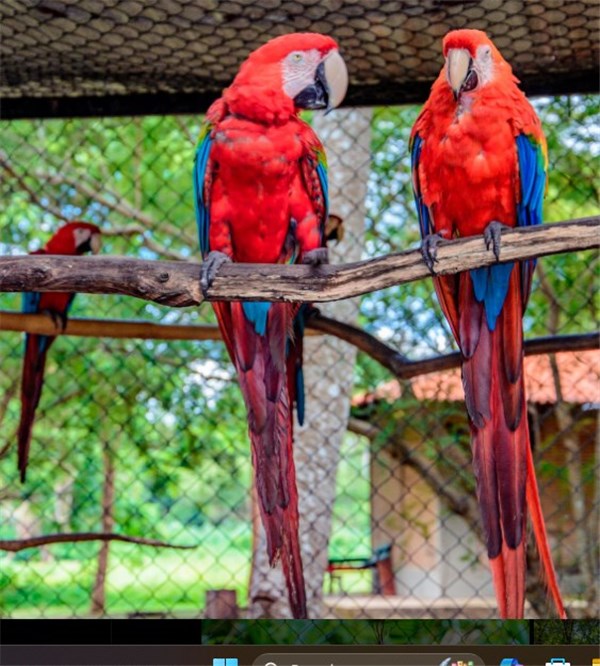 Araras no Bioparque em Teresina