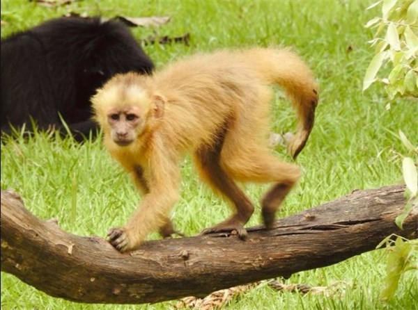 Macaco Caiarara no Zoobotânico em Terezina