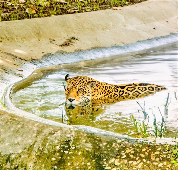 Onça Pintada no Bioparque - Zoobotanico Teresina